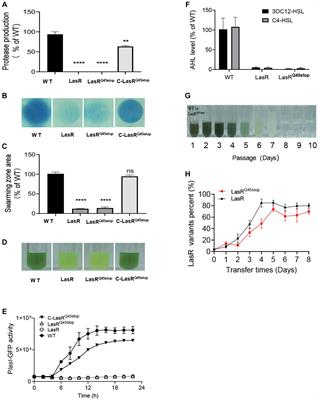 T2SS-peptidase XcpA associated with LasR evolutional phenotypic variations provides a fitness advantage to Pseudomonas aeruginosa PAO1